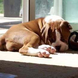 Boxers from SHForest Boxers