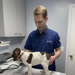 Goose - White and liver German Shorthaired Pointer puppy in Logan, Utah from On Point Gun Dog's of Utah