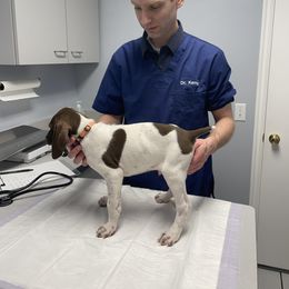 Goose - White and liver German Shorthaired Pointer puppy in Logan, Utah from On Point Gun Dog's of Utah