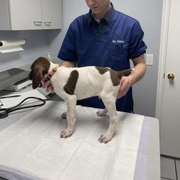 Goose - White and liver German Shorthaired Pointer puppy in Logan, Utah from On Point Gun Dog's of Utah