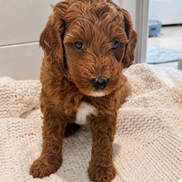 Boy 3 - Red  male Goldendoodle puppy in Godley, Texas from Godley Designer Doodles