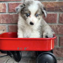 BMM1 - Blue merle male Miniature Australian Shepherd puppy in Lexington, Nebraska from Osborne's Aussies
