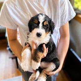 St. Leroy - Tri-color male Bernedoodle puppy in Little Rock, Arkansas from Darlin’s Doodles