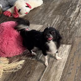 Raven - Black and white female Chihuahua puppy in Summerfield, Florida from Uey’s Chihuahuas