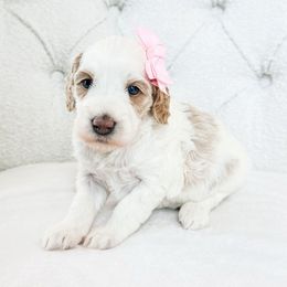 Glacier - Parti female Goldendoodle puppy in Sterling, Illinois from Charley's Goldendoodles