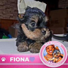 FIONA - Blue and gold female Yorkshire Terrier puppy in Eastpointe, Michigan from TLC Kennels TenderLittleCuties