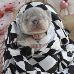Lilac boy A - Blue male French Bulldog puppy in Piedmont, Oklahoma from 5A Frenchies