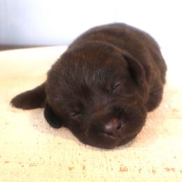 Holly - Chocolate female Labrador Retriever puppy in Camden, Indiana from Camden's Caring Canines