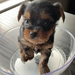 Yorkshire Terrier Puppies from Missy Lu Lap Puppies