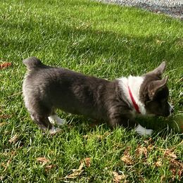 American Corgi Puppies from Patriot American Corgi