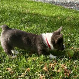 American Corgi Puppies from Patriot American Corgi