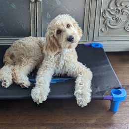 Assorted Doodle Crosses and Goldendoodle Puppies from Wake Forest Darling Doodles