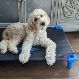 Assorted Doodle Crosses and Goldendoodle Puppies from Wake Forest Darling Doodles