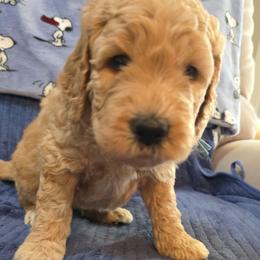 Jacob - light blue collar - Jake - Phantom male Goldendoodle puppy in Phoenix, Arizona from Kerri's Goldendoodles