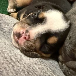 Panda - Black tri-color male Bulldog puppy in Texas from Momma Bear’s bulldogs