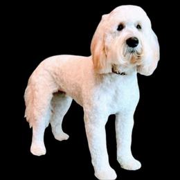 Ivy - Bernedoodle