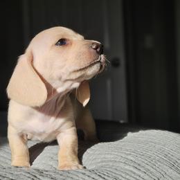 Black collar - Cream female Dachshund puppy in Pasco, Washington from Loyal Lil Dachshunds