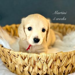 Martini - Cream female Dachshund puppy in Ormond Beach, Florida from Meadow Ridge Dachshunds