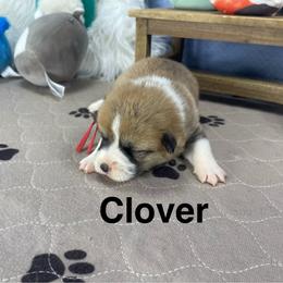 Clover - Sable male Pembroke Welsh Corgi puppy in Apison, Tennessee from Ashmore Corgis