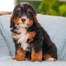 Carson (socialization program student) - Tri-color male Bernedoodle puppy in Dundee, Ohio from Down Home Doodle