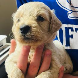 Snickers - Cream male Goldendoodle puppy in Baldwin, Georgia from Simmons F1b Goldendoodles