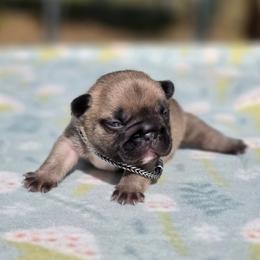 Dan - Fawn male French Bulldog puppy in Polk City, Florida from Best Friend Frenchies, LLC