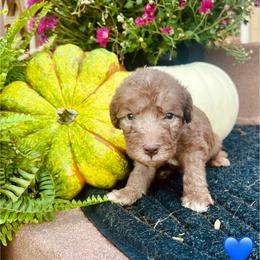 Blue Collar Boy - Liver male Bedlington Terrier puppy in Leesburg, Virginia from LAMZ Bedlington Terriers
