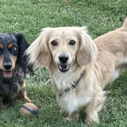 Dachshunds from The Holloway Dachshunds