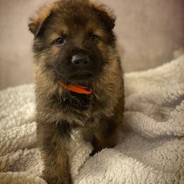 German Shepherd Puppies from Eisenkraft K9’s