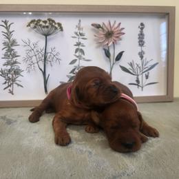 Twin Two - Mahogany female Irish Setter puppy in Clinton, Arkansas from Shakarri Irish Setters