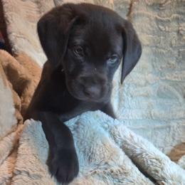 Boy 1 Blue Collar - Chocolate male Labrador Retriever puppy in Vacaville, California from Mathew's Labradors