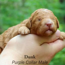 Dunk - Red  male Goldendoodle puppy in Shushan, New York from Barnwood Doodles