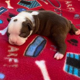 AKC Pablo - Seal and white male Boston Terrier puppy in Imperial, Missouri from Boston Kup Breeders