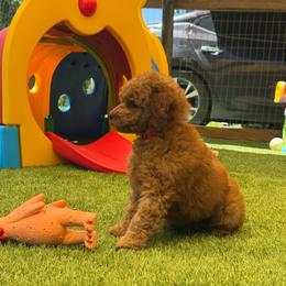 Cash - Red  male Poodle puppy in Mount Vernon, Illinois from AMC Poodles