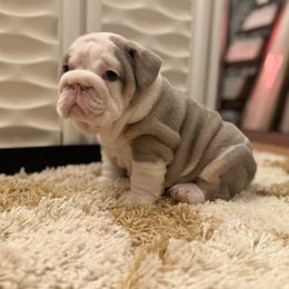 Lola - Lilac tri-color female Bulldog puppy in Hernando, Mississippi from Blues City Bulldogs