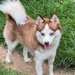 Ruby - Pomsky