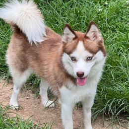 Ruby - Pomsky