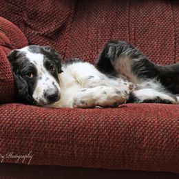 XCaliber - Black and white Aussiedoodle puppy in Ashland, Ohio from Part of the Family