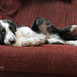 XCaliber - Black and white Aussiedoodle puppy in Ashland, Ohio from Part of the Family