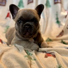 Chip - Blue fawn male French Bulldog puppy in Malad, Idaho from Kellysbulldogs