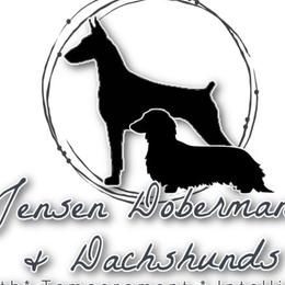 Dachshunds and Doberman Pinschers from Jensen Dobermans