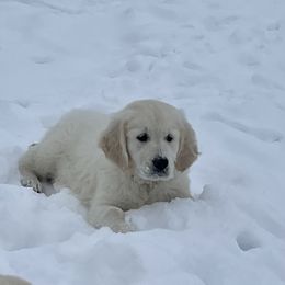 Yellow - Golden Retriever puppy in Linden, Michigan from High Society Farm