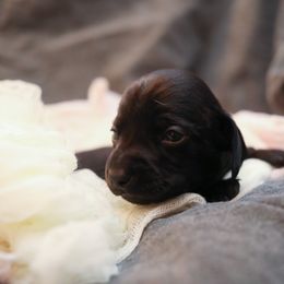 Dachshund and German Shepherd Puppies from Mountain Valley Kennel