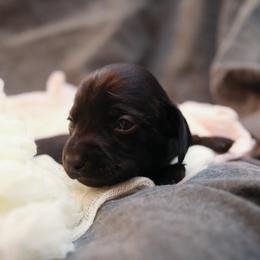 Dachshund and German Shepherd Puppies from Mountain Valley Kennel