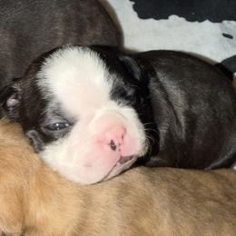 Black Brindle Male - Black brindle and white male Boston Terrier puppy in Charlotte, Michigan from Blue Diamond Danes