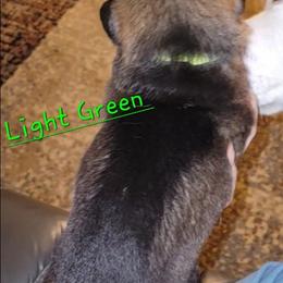 Boy 3 - Black and tan male German Shepherd puppy in Willoughby, Ohio from WolfPackk