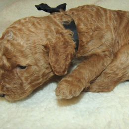 Goldendoodle and Poodle Puppies from David & Patricia Elliott