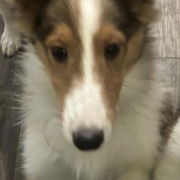 Spot/Boy three - Shetland Sheepdog puppy from Nancy Barger's Siberian Huskies