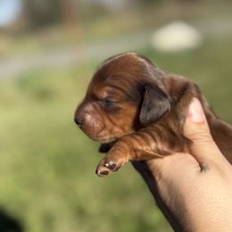 CKC Shaded red longhair2 - Dapple female Dachshund puppy in Anderson, California from Golden Paws Dachshunds