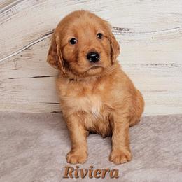 Riviera (Brown Collar) - Dark golden male Golden Retriever puppy in Scurry, Texas from 07 Seven Oaks Goldens and Doodles
